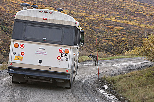 大灰狼,狼,正面,巴士,德纳里峰国家公园,阿拉斯加