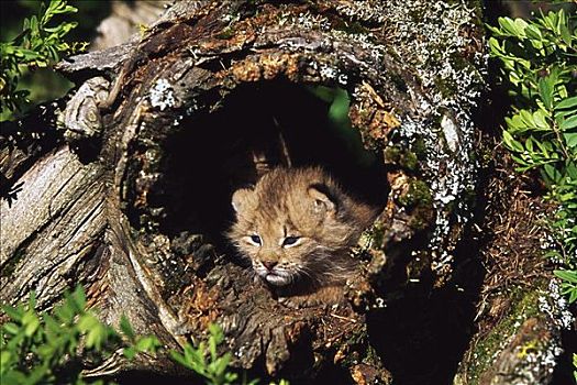 幼兽,野生猫科动物,室内,树干