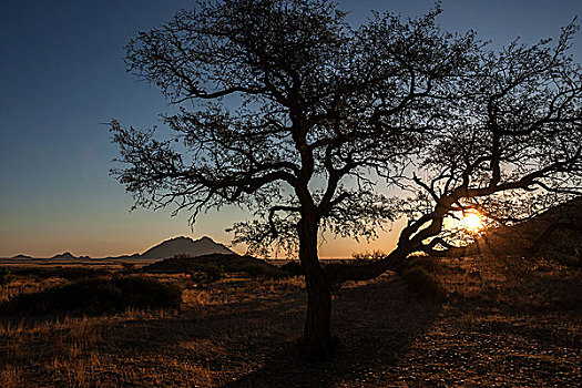 落日,骆驼,刺,树,夜光,小,后面,逆光,纳米比亚,非洲