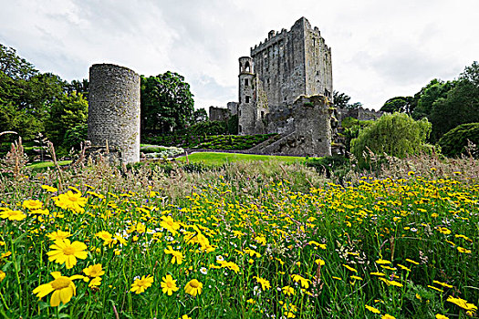 黄色,地点,布拉尼城堡,城堡,科克郡,爱尔兰