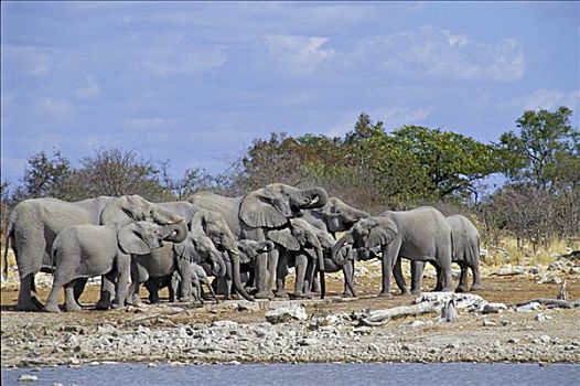 非洲象,水坑,埃托沙国家公园,纳米比亚