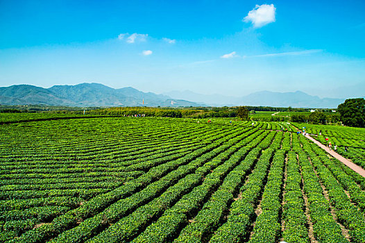 海南白沙绿茶