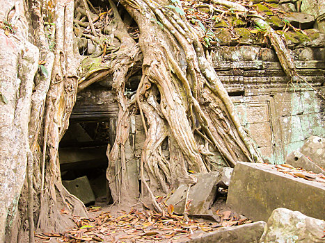 树,庙宇,吴哥,柬埔寨