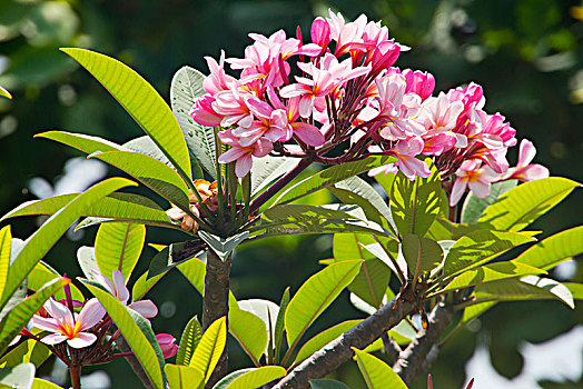 印尼巴厘岛红花缅栀花