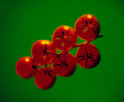 西红柿,抽象