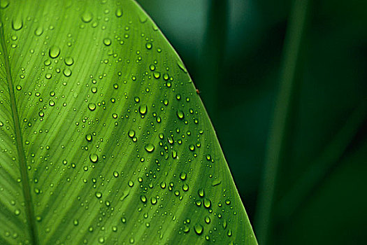 叶子,水滴,科罗拉多岛,巴拿马