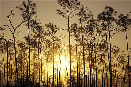 松树,树林,日落,大沼泽地国家公园,佛罗里达