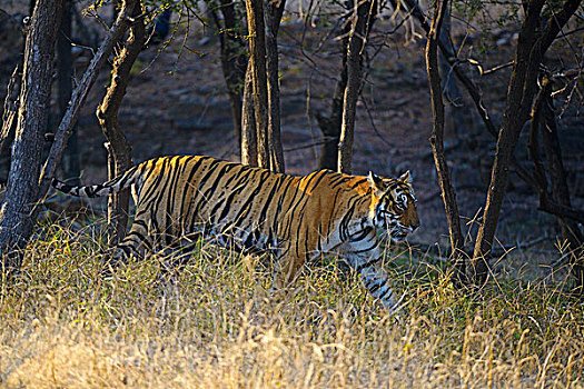 野生,孟加拉虎,虎,干燥,树林,拉贾斯坦邦,国家公园,印度,亚洲