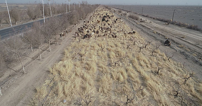 新疆哈密,公路边转场的羊群