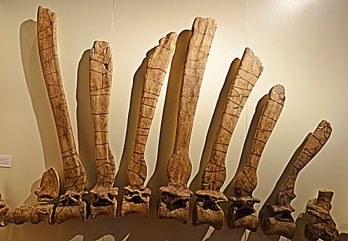 局部,脊椎,背影,骨头,最大,食肉动物,恐龙,自然历史博物馆,柏林,德国,欧洲