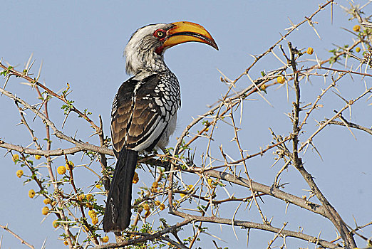 南方,犀鸟,飞,香蕉,埃托沙国家公园,纳米比亚