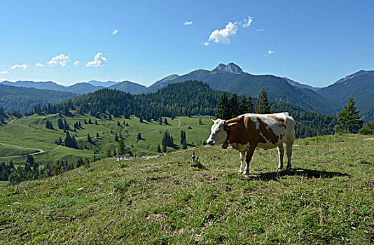 母牛,站立,草场,高处,高山,山,靠近,巴伐利亚,德国,欧洲