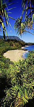 夏威夷,考艾岛,北岸,海滩,风景,绿色植物,前景