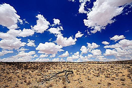 云,上方,干燥,大草原,公园,卡拉哈里沙漠,北角,南非,非洲