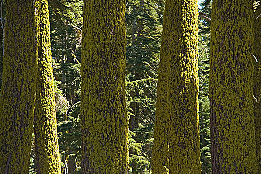 冷杉,遮盖,苔藓,山峦,靠近,太浩湖,加利福尼亚