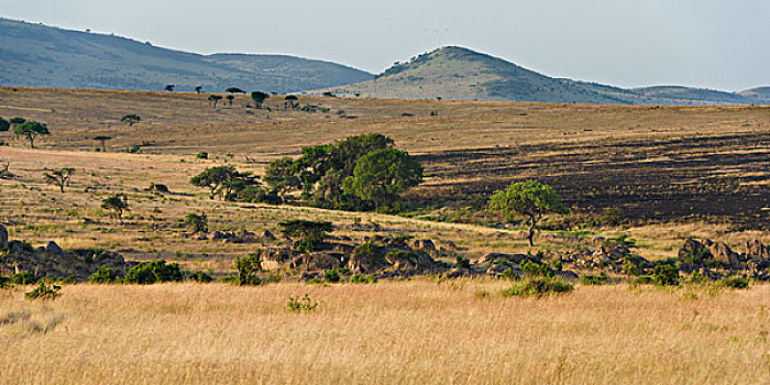 浩大,风景,马赛马拉,沙子,河,北方,大草原,塞伦盖蒂,楔形,马赛马拉国家保护区,肯尼亚,非洲