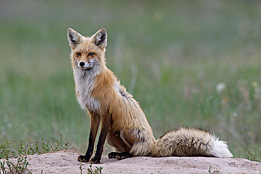红狐,狐属,女性,巢穴