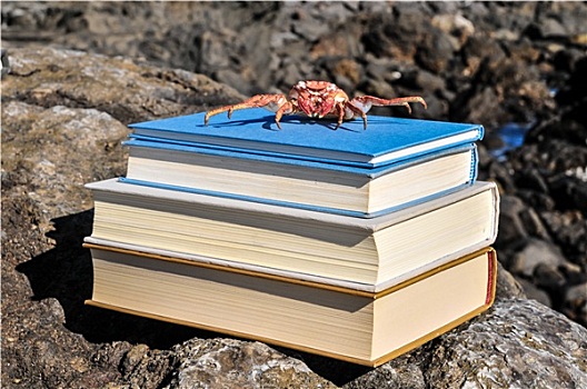 橙色,螃蟹,蓝色背景,书本