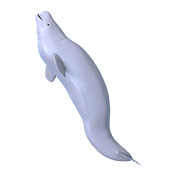 白鲸,白色背景