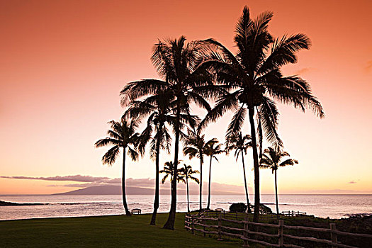 椰树,树,日落,卡帕鲁亚湾,毛伊岛,夏威夷