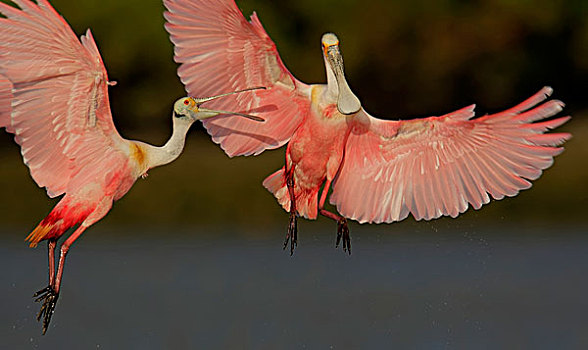 美国,佛罗里达,坦帕,湾,两个,粉红琵鹭