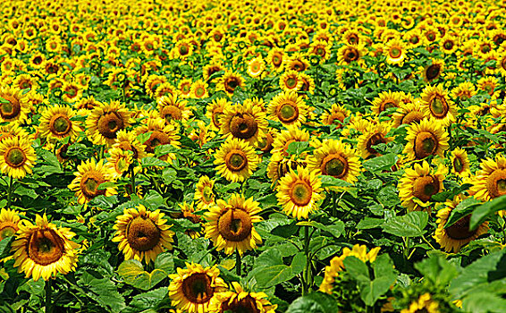 向日葵花向日葵花向日葵儿子,给,花束,母亲向日葵向日葵,蓝天种类,花