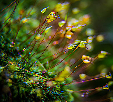 苔藓植物微距生态植被