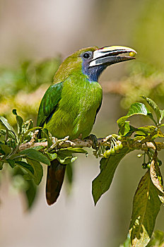 绿巨嘴鸟,水果,哥斯达黎加
