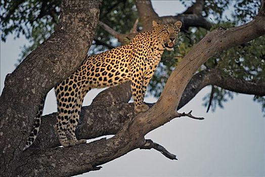 豹,雌性,南非