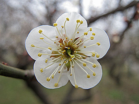 一朵梅花图片_一朵梅花图片大全_一朵梅花背景图片