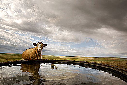 母牛,浇水,器具,草原