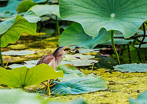 黄苇鳽yellowreed