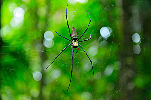 雌性,金色,蜘蛛丝,上郎蜘蛛,雨林,困苦,国家公园,昆士兰,澳大利亚