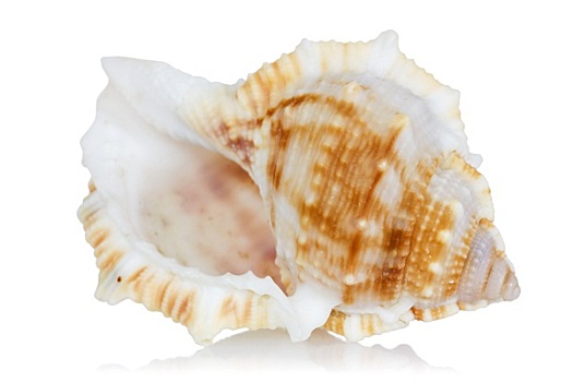 海螺壳,反射,白色