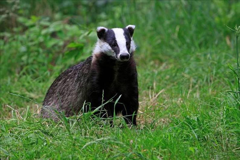 狗獾_欧洲_獾_食肉动物_图片大全—全景创意图库(quanjing.