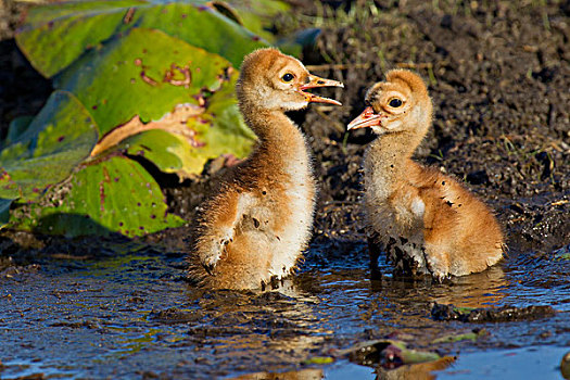 两个,沙丘鹤,幼仔,幼禽,对峙,水中