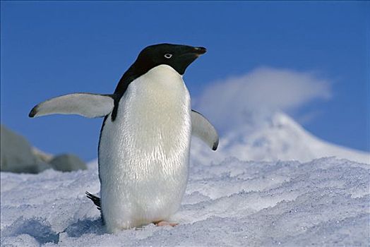 阿德利企鹅,展翅,港口,南极