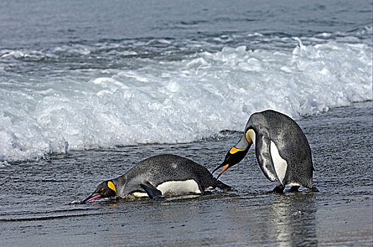 国王,企鹅,两个,成年人,一个,鼓励,进入,海洋,福尔图纳,南乔治亚,大西洋