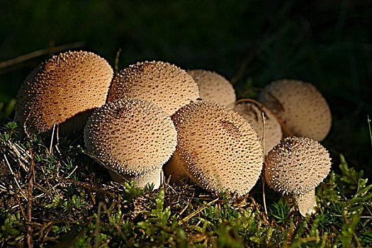 马勃菌,蘑菇,上艾瑟尔省,荷兰