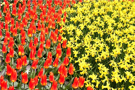 红色,郁金香,黄色,水仙,库肯霍夫公园,花园,荷兰