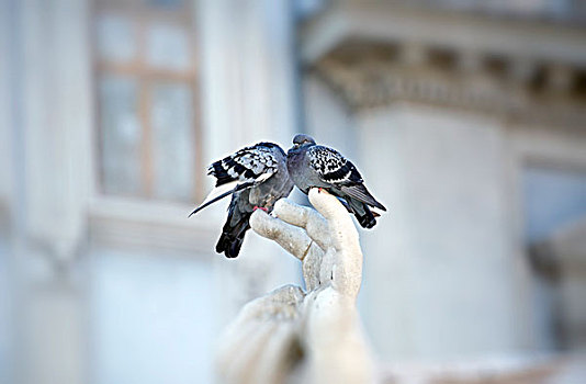 两个,鸽子,栖息,罗马,意大利