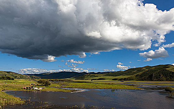 内蒙古天然牧场