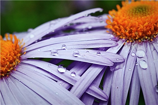 紫罗兰,雏菊,花园