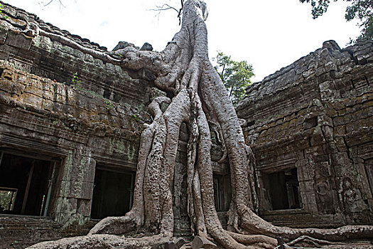 巨树,根,收获,柬埔寨