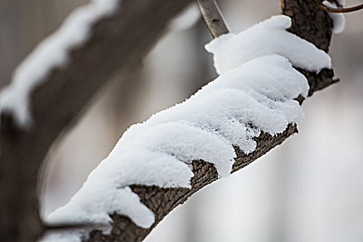 公园雪景