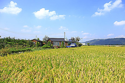 韩国庆州稻田