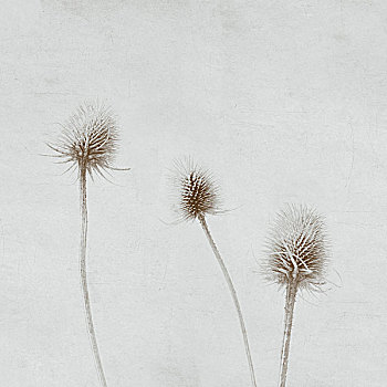 干燥,长,蓟属植物,荚,静物,白色背景,背景