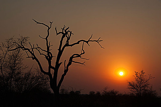 日落,上方,树,大草原,克鲁格国家公园,南非,非洲