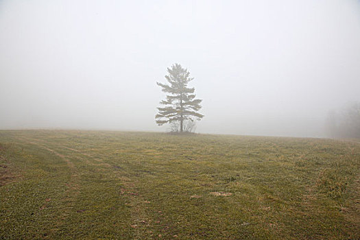树,雾,城镇,安大略省,加拿大