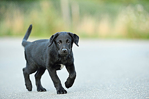 混合,黑色拉布拉多犬,街道,普拉蒂纳特,巴伐利亚,德国